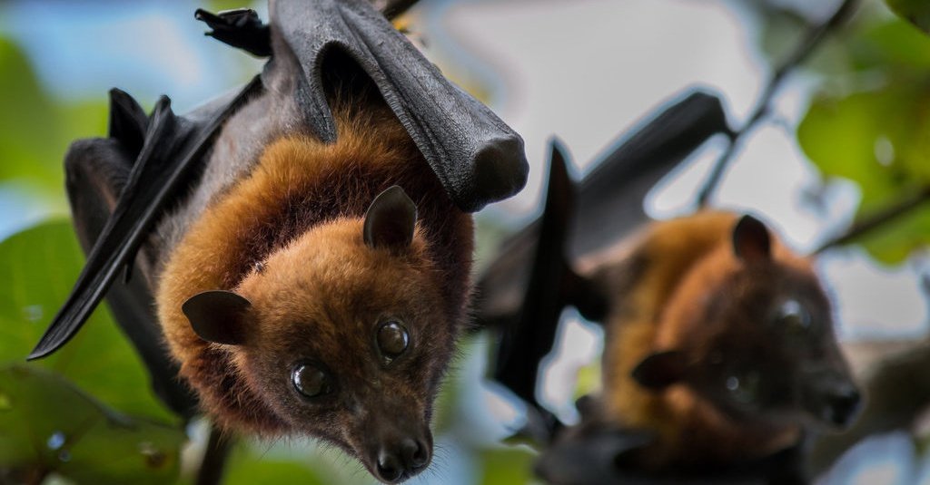 Ditemukan Pada Kelelawar, Virus Nipah Jadi Ancaman Pandemi Baru Virus Nipah