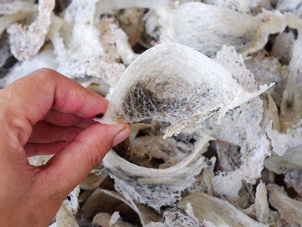 Ragam Manfaat Sarang Burung Walet Untuk Tangkal COVID-19 Sarang Burung Walet