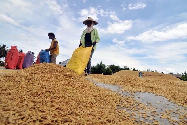 Hingga September 2021, Jumlah Produksi Gabah di Kotamobagu Capai 1.103 Ton